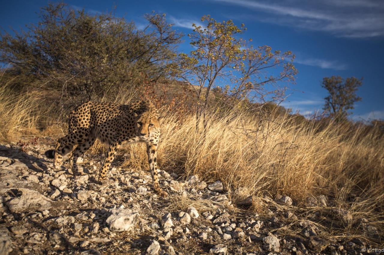 Aloegrove Safari Lodge Otjiwarongo Exteriér fotografie