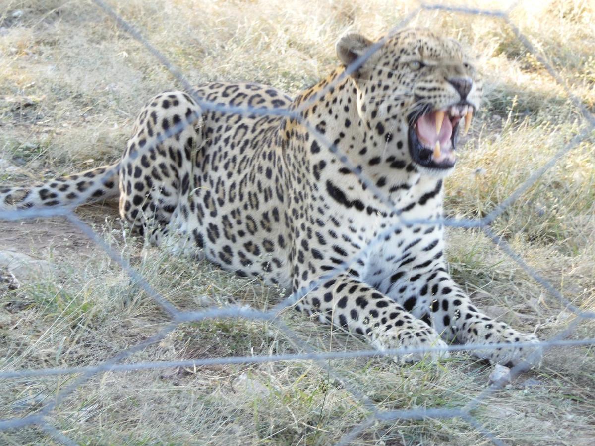 Aloegrove Safari Lodge Otjiwarongo Exteriér fotografie