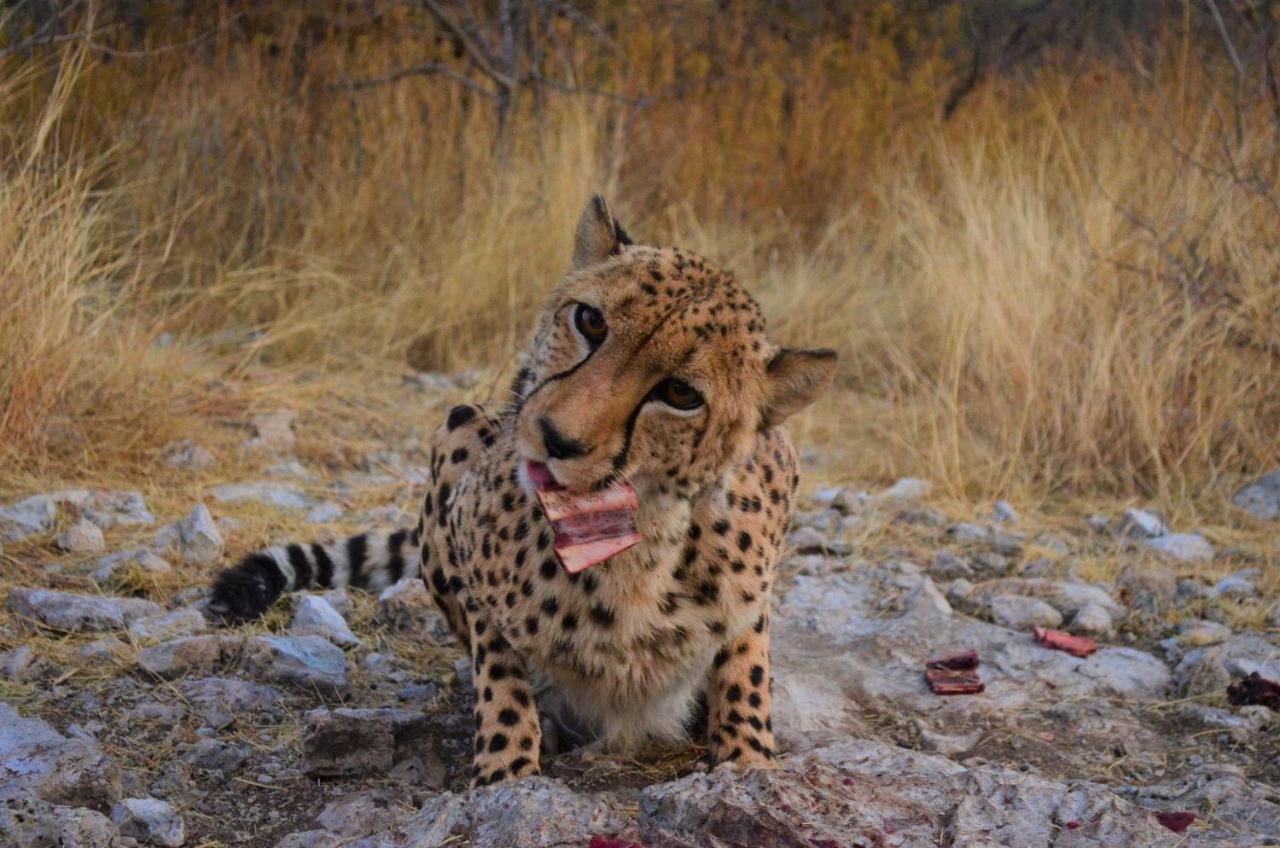 Aloegrove Safari Lodge Otjiwarongo Exteriér fotografie
