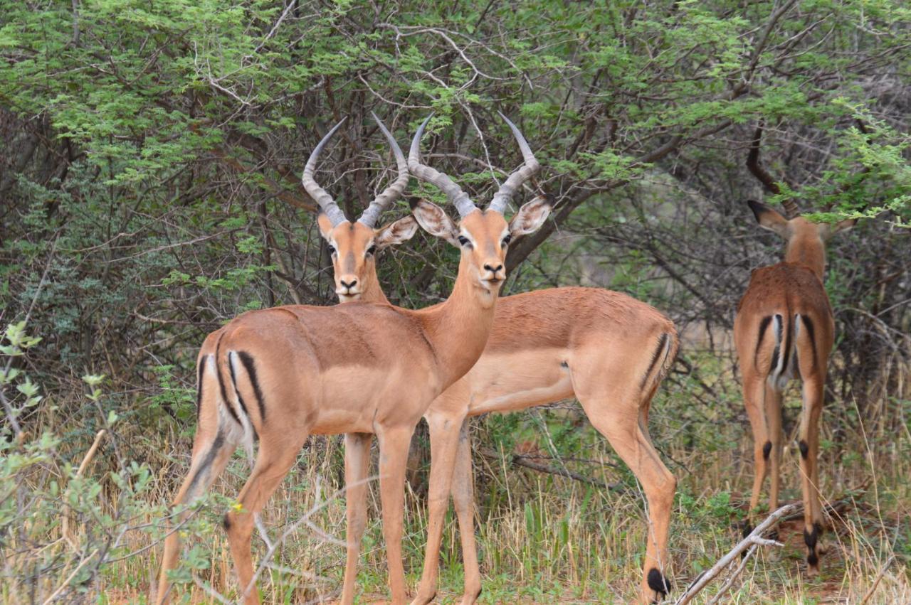 Aloegrove Safari Lodge Otjiwarongo Exteriér fotografie