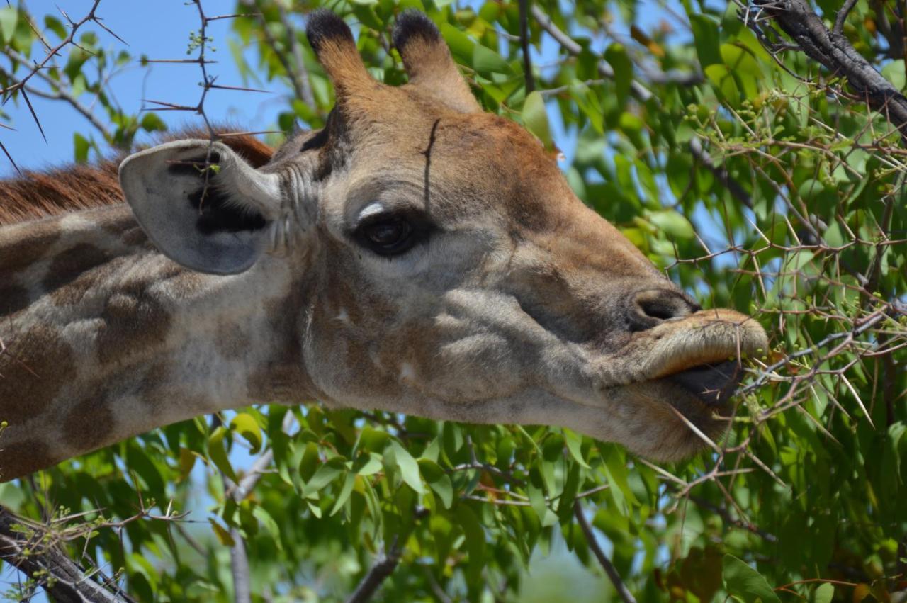 Aloegrove Safari Lodge Otjiwarongo Exteriér fotografie