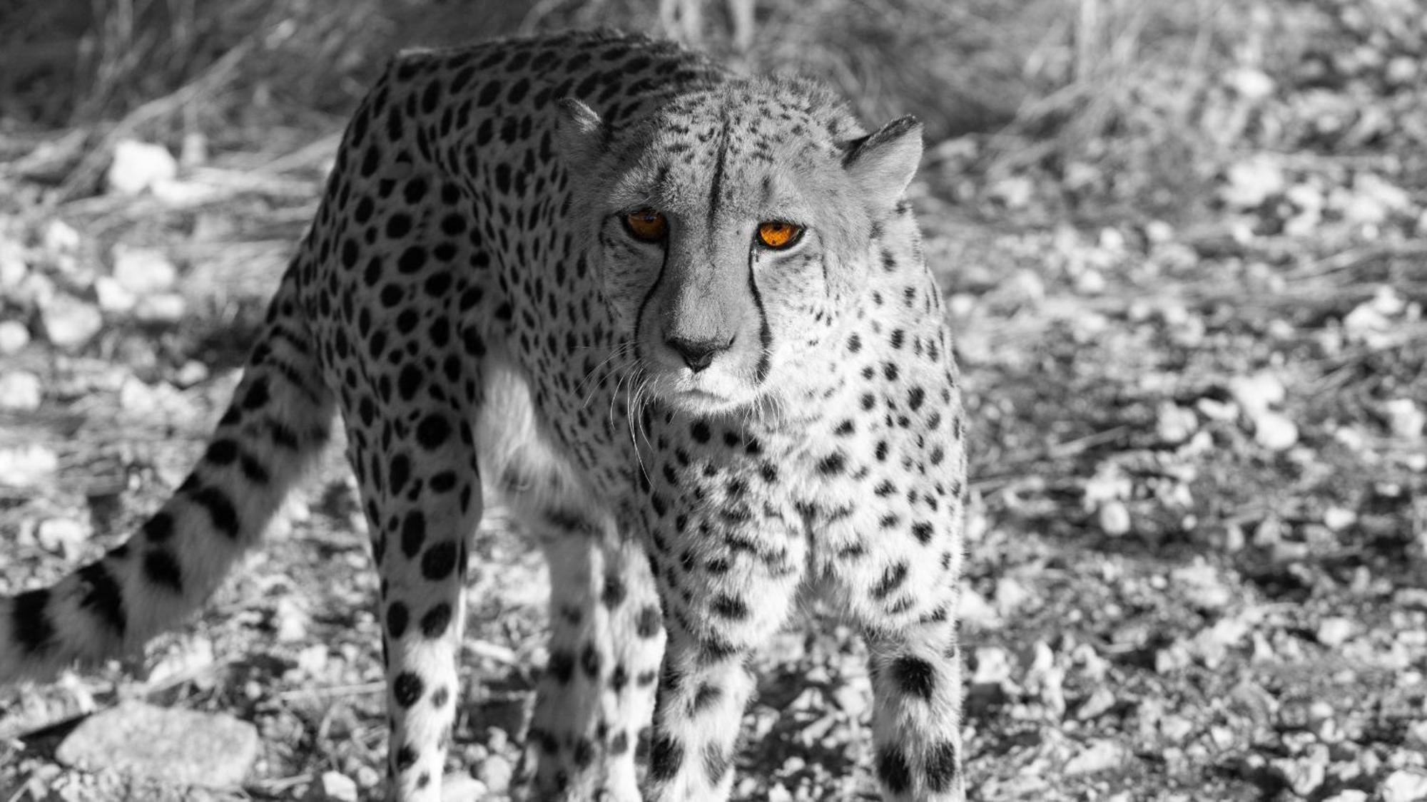 Aloegrove Safari Lodge Otjiwarongo Exteriér fotografie