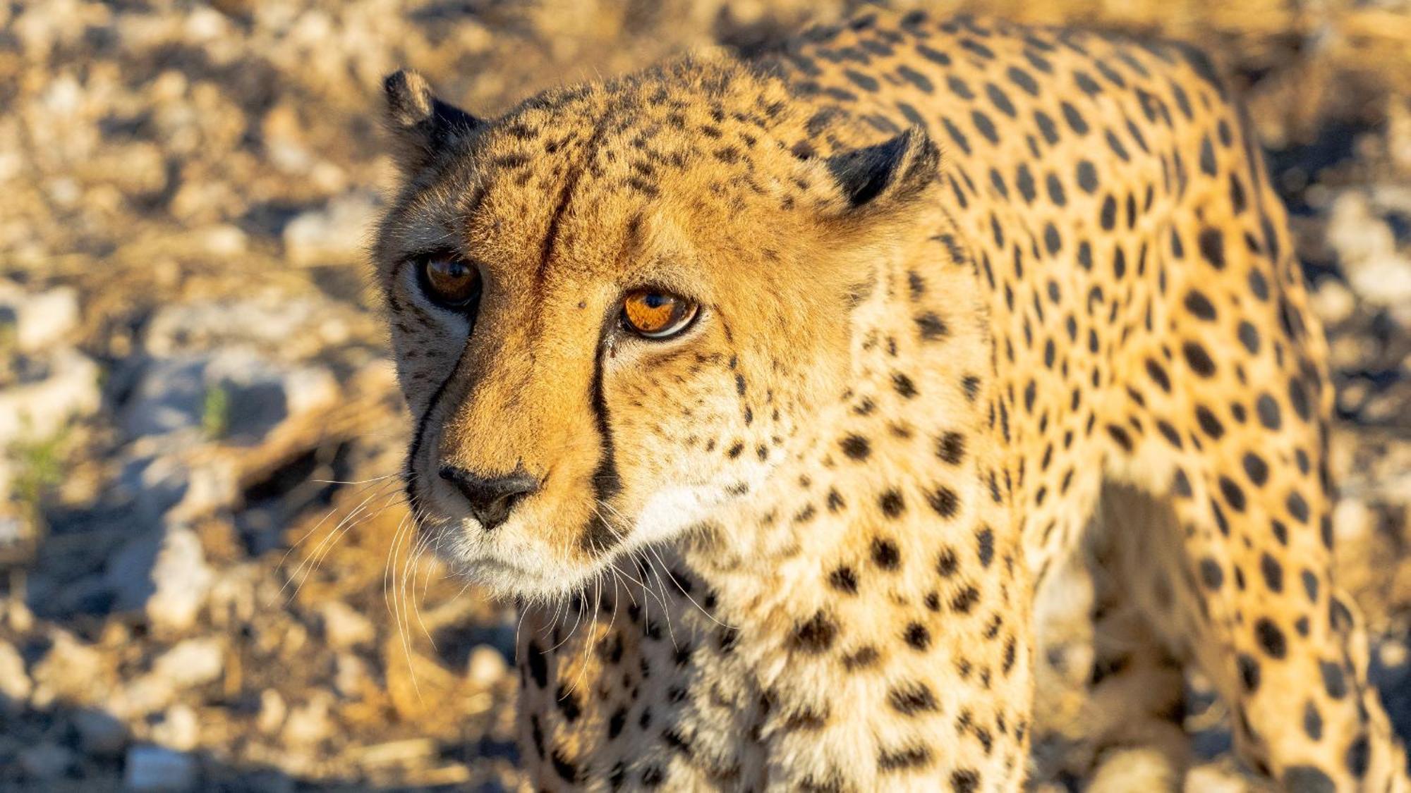 Aloegrove Safari Lodge Otjiwarongo Exteriér fotografie