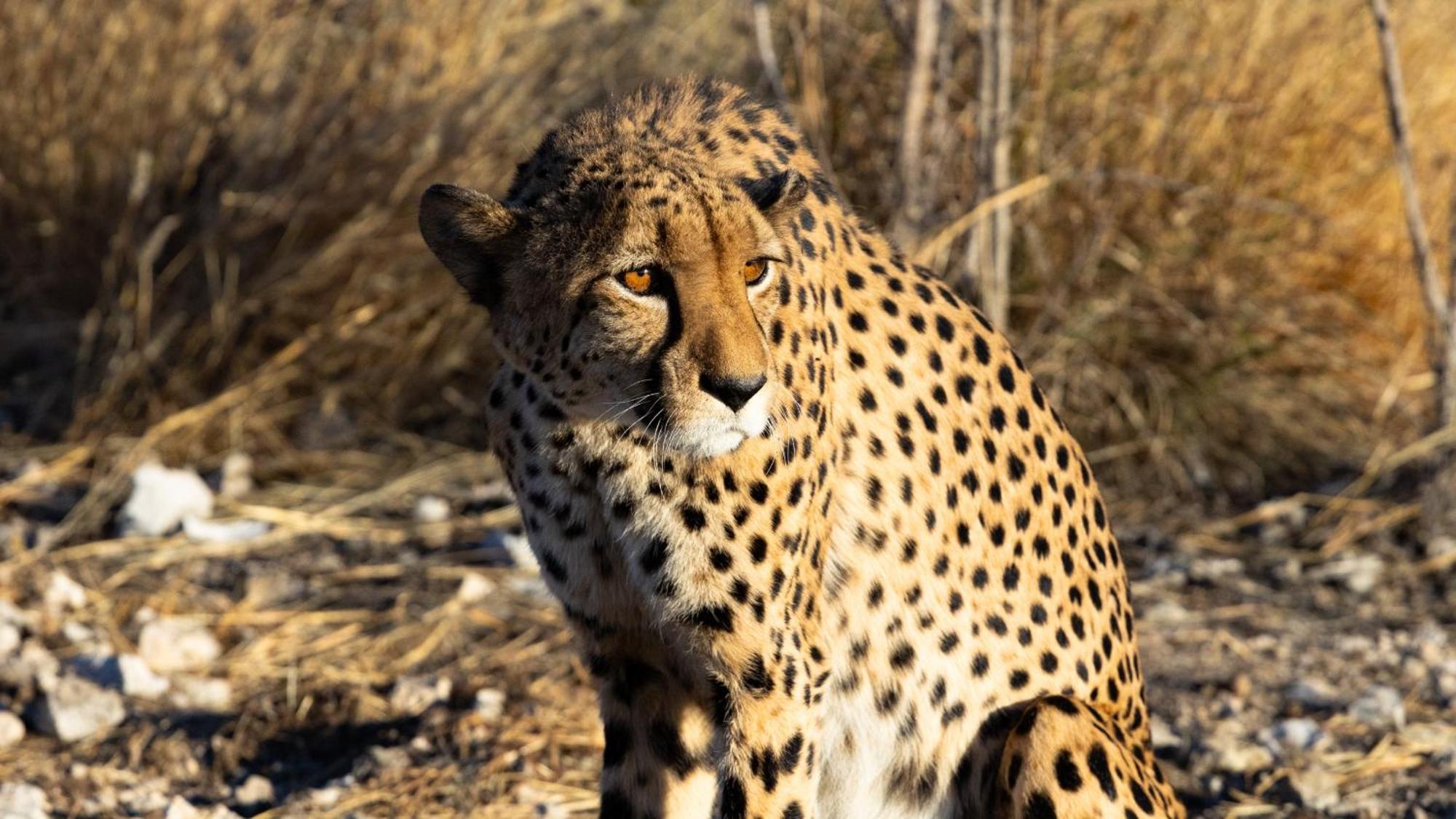 Aloegrove Safari Lodge Otjiwarongo Exteriér fotografie