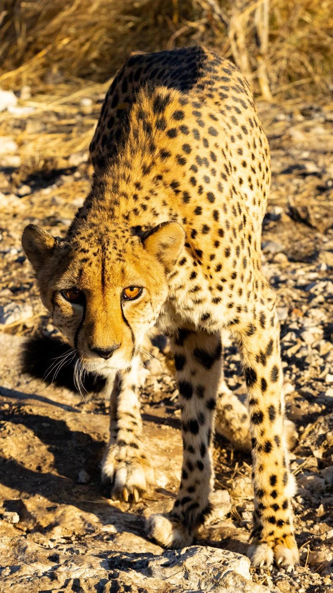 Aloegrove Safari Lodge Otjiwarongo Exteriér fotografie