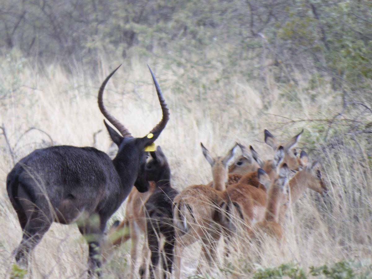 Aloegrove Safari Lodge Otjiwarongo Exteriér fotografie