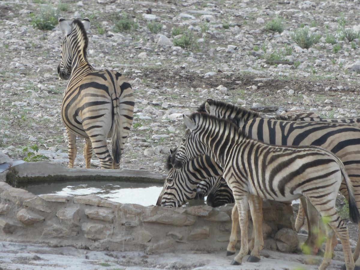 Aloegrove Safari Lodge Otjiwarongo Exteriér fotografie