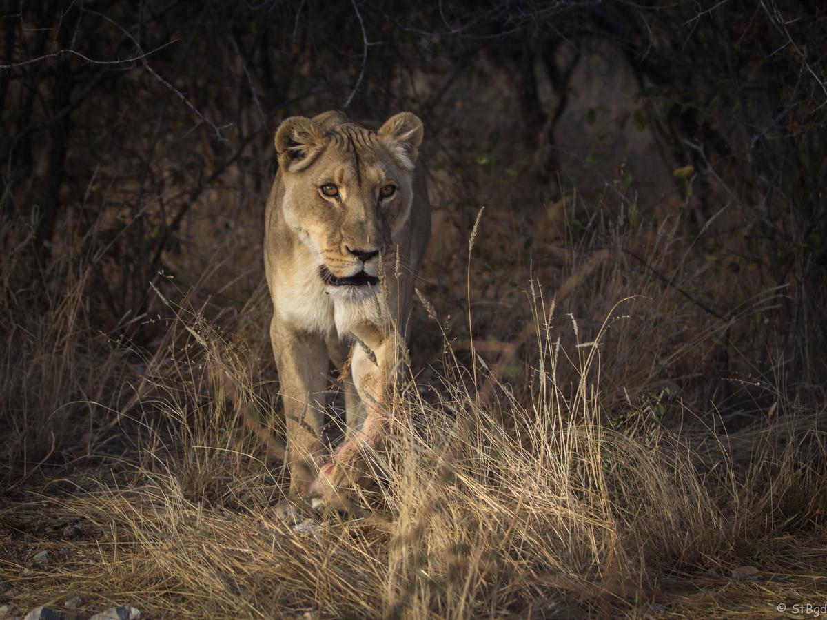 Aloegrove Safari Lodge Otjiwarongo Exteriér fotografie