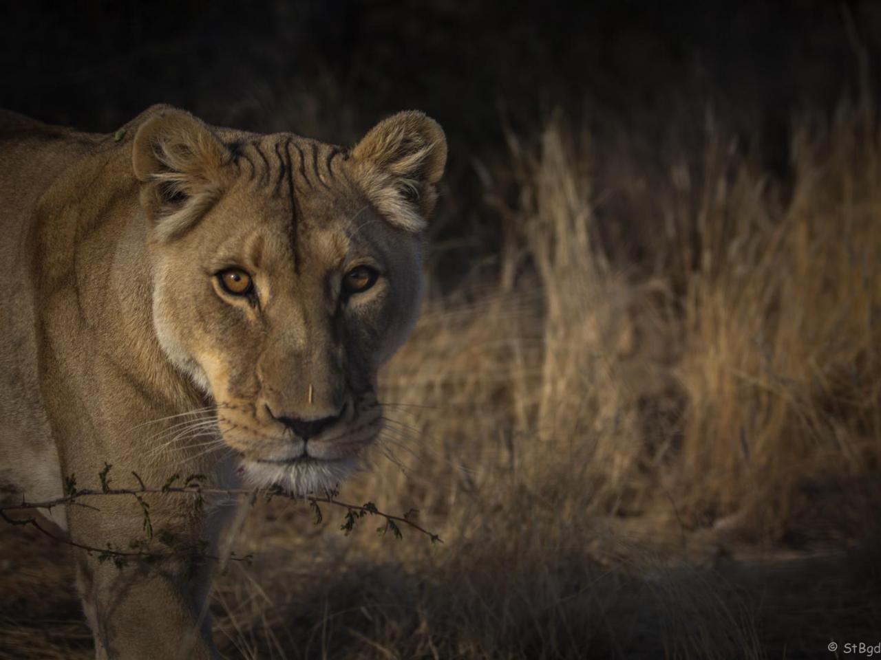 Aloegrove Safari Lodge Otjiwarongo Exteriér fotografie
