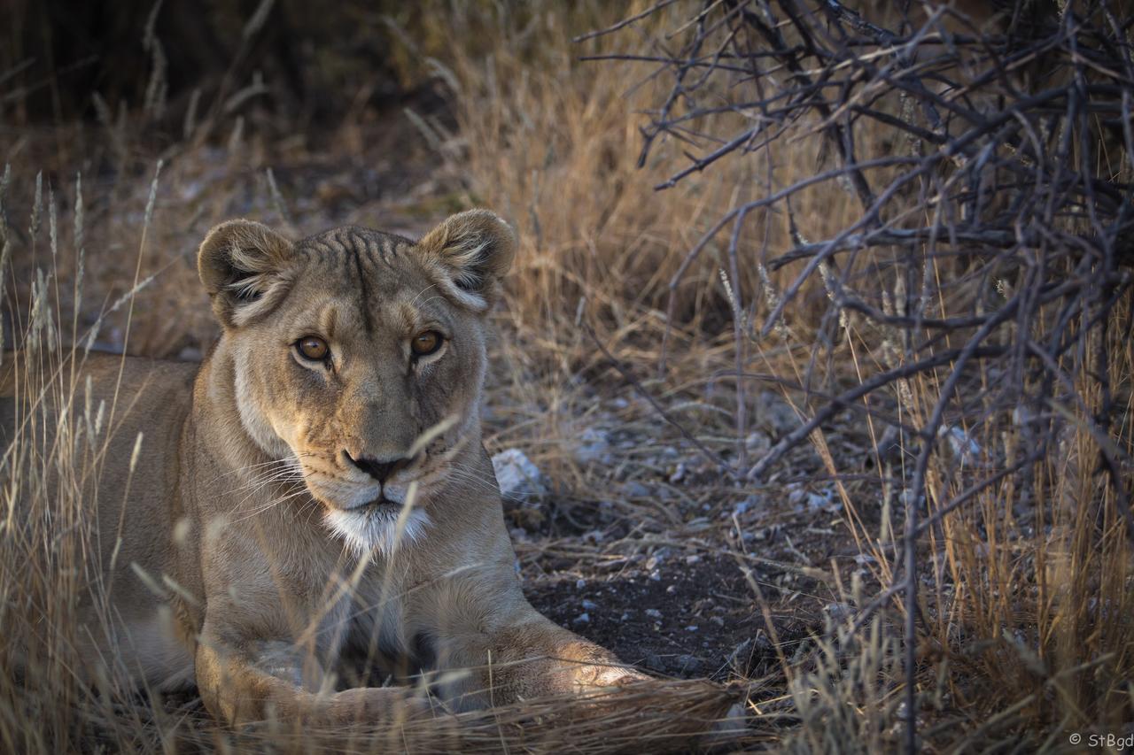 Aloegrove Safari Lodge Otjiwarongo Exteriér fotografie