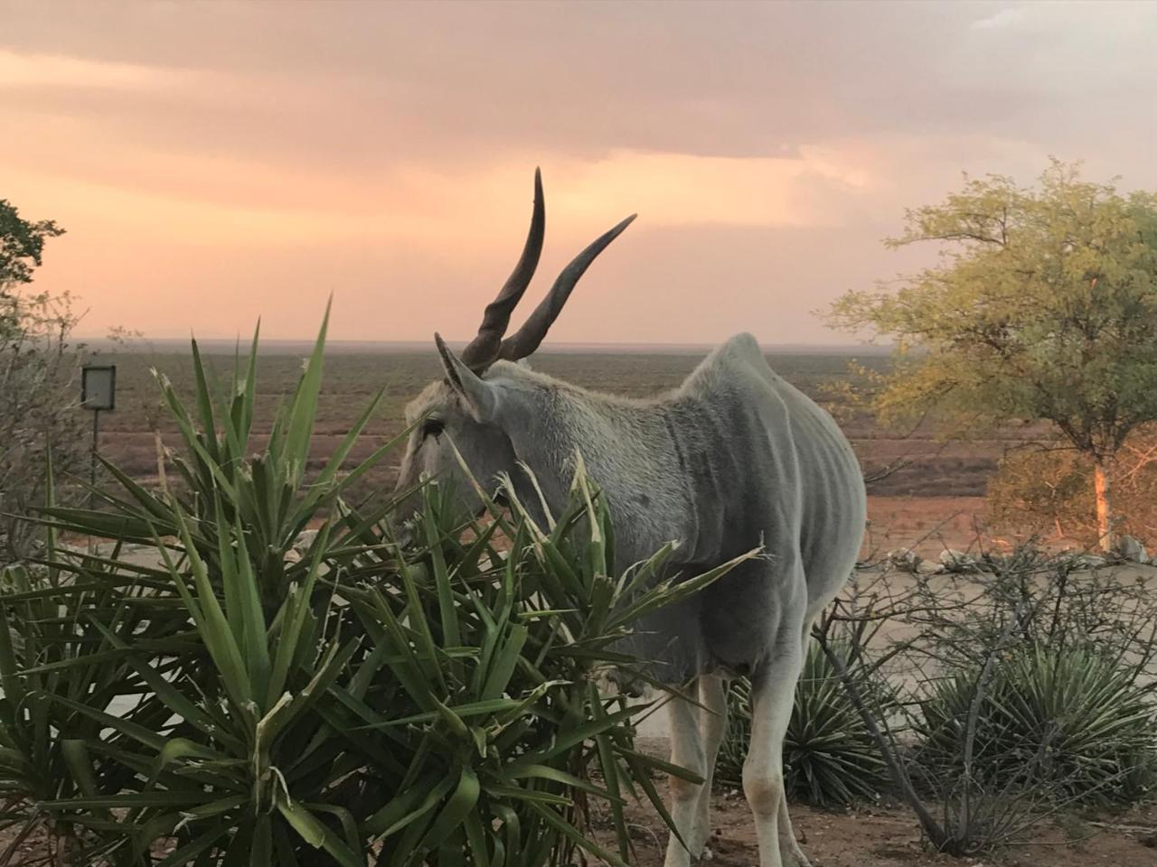 Aloegrove Safari Lodge Otjiwarongo Exteriér fotografie